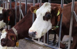 Vlees maakt dubbeldoel koe beter voor milieu