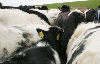 'Ouder wordende koe levert melkveehouder geld op'