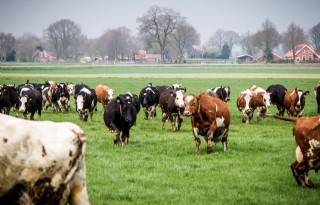 In Noorden klopt akkerbouw de melkveehouderij