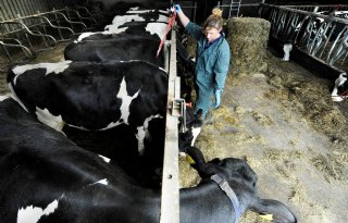 Melkveehouders zien noodzaak bescherming BVD-vrij rundvee