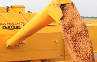 Tarweprijs stijgt boven de 200 euro per ton