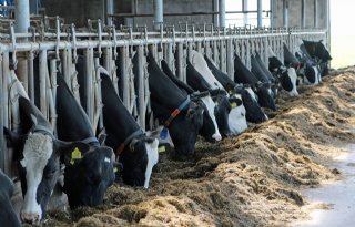 Melkveehouder 8,3 procent gekort op fosfaatrechten