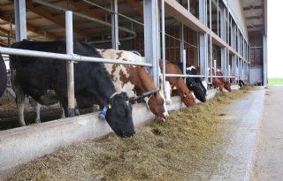Besmetting koe met BSE komt niet door voer