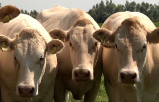 Vakgroep roept vleeshouder op fosfaatbeschikking te checken