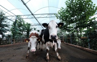 VVD wil biologisch melkvee in koeientuin