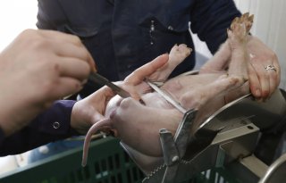 In Frankrijk verbod op onverdoofd castreren van kracht
