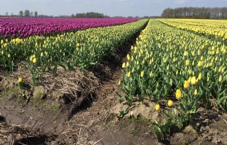 Drenthe steekt 5 miljoen euro in landbouw