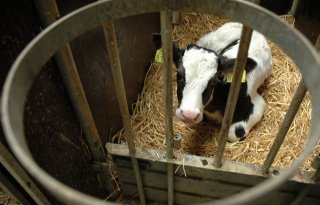 Rechter heft I&amp;R-blokkade melkveebedrijf deels op