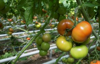 Tomatenchlorosevirus op drie tomatenbedrijven