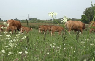 Limousins pronken in natuurgebied De Onlanden