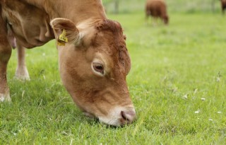 TV: Limousin pronkstuk van natuurgebied