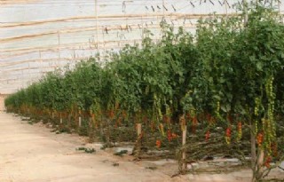 Wageningen helpt tuinbouw in Marokko