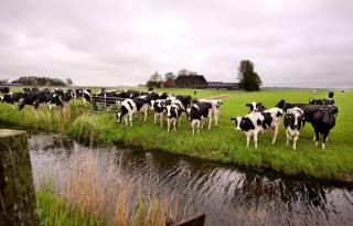 LTO zoekt 25 kritische melkveehouderijleden