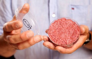 GroenLinks vraagt om verbod op kalfsserum bij kweekvlees