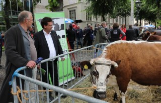 TV: Koeienprotest bij Tweede Kamer