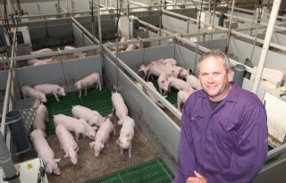 Schepers varkenshouder in Nederland en Duitsland