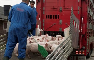 Schouten wil Europees veetransport beperken tot 8 uur