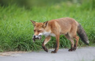 'Verruiming vossenjacht noodzaak in Noord-Holland'