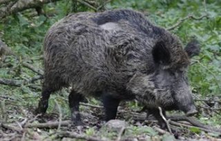 Afrikaanse varkenspest gevonden in Zuid-België