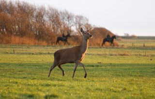 Gelderland wil af van behandelbedrag faunaschade