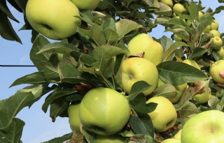Duitse teler plukt dit jaar helft minder appels