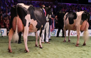 Bons-Holsteins Dikkie 183 wint zwartbont midden