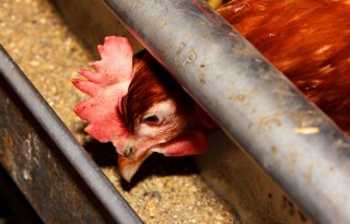 Onderzoeker noemt sojavrij voer ongeschikt voor pluimvee