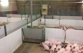 Investeringsfonds voor Beter Leven-varkenshouders