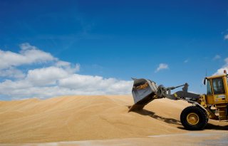 Europese Unie oogst 4,5 miljoen ton meer tarwe