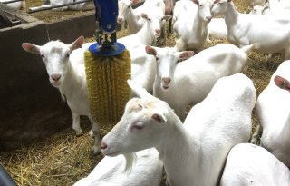 Elf aanpassingen Brabants veehouderijbeleid
