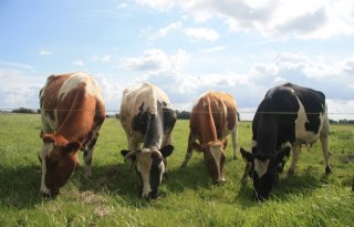 Subsidie voor boeren in westelijk veenweidegebied