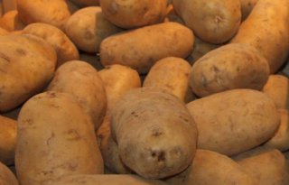 Amerikaanse aardappelvoorraad in tien jaar niet zo hoog
