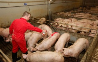 Krap aanbod gunstig voor varkensprijs