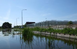 Glastuinbouw vraagt RUB-producenten om actie