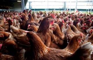CBb schrapt maatregelen tegen aantal pluimveeslachterijen