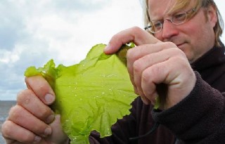 Nieuwe zeewierboer teelt zeesla op Vlieland