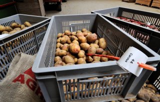 Ook Vlaanderen wil meer robuuste aardappelen