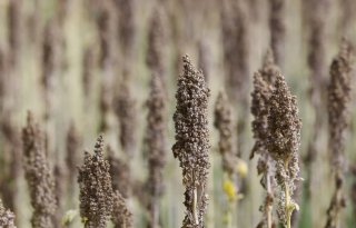 Belgische teelt quinoa moet in stroomversnelling