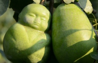 Fruitteler verkoopt 'buddhaperen'