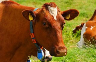 Hoogleraar: fosfaatefficiënte koe is te fokken
