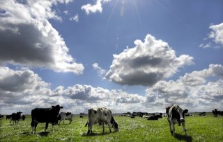 Fries gedeputeerde zoekt meerprijs voor veenweideboer