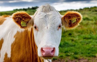 Zweedse melkveehouders testen Maxammon-graan