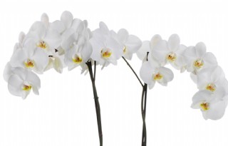 VW+Orchids+stapt+in+phalaenopsismarkt