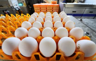 Europa+importeert+dubbel+zoveel+eieren