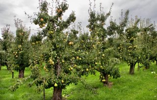 Limburgse fruittelers zien einde naderen