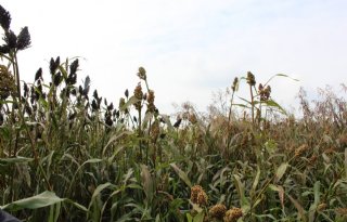Veredeling van sorghum maakt snelle opmars in Nederland