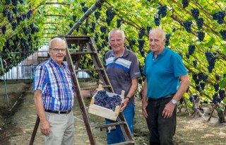 Sonnehoeck oogst authentieke druiven