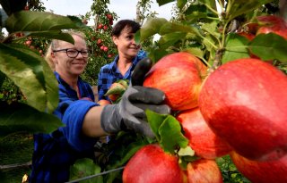 Appel- en perentelers verwachten goede oogst