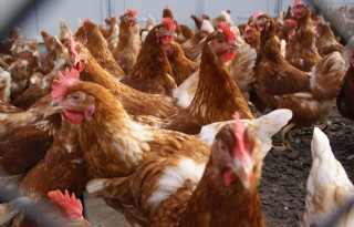 Barneveld trekt portemonnee voor pluimveehouders