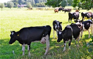 PvdD wil halvering veehouderij Noord-Holland